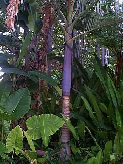 Purple King Palm Vibrant Colorful Live Tropical Tree
