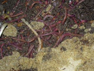 RED WORM COMPOSTING STARTER FARM COMBO DEAL