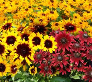 Cottage Farms 9 Piece Hybrid Black Eyed Susan Collection —