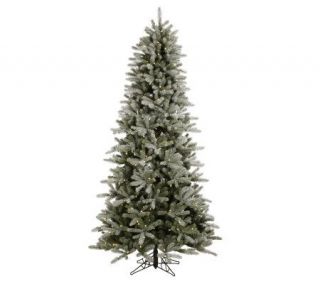 Frosted Frasier PE Fir Tree w/White LEDsby Vickerman   H183348