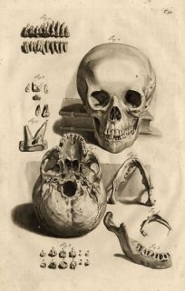 Antique Medical Print Skull Jaw Cowper Bidloo 1739