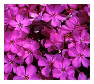 Cottage Farms 9 pc Emerald Pink Carpet Phlox Groundcover —
