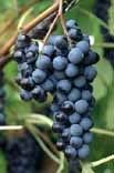 Concord Grape Plants cuttings Grow Your Own Grapes