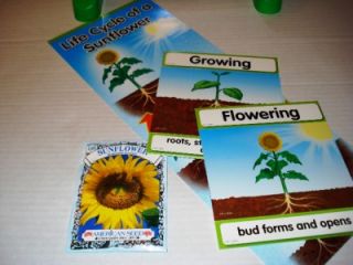 Sunflower Life Cycle Cards Seeds Preschool Earth Day