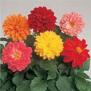 144 Dahlia Figaro Mix Live Flower Plants Preorder