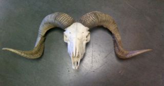 Big Texas Dall Sheep Ram Horns Antler Skull Taxidermy Crafts Western