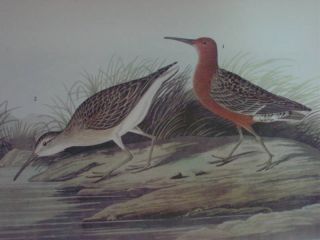 1937 Audubon Print 263 Curlew Sandpiper Feeds on Shore
