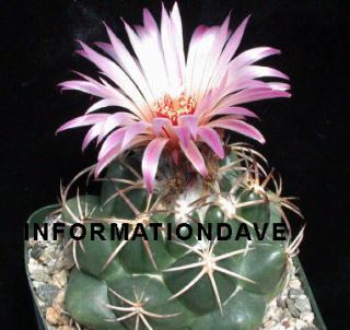 Most cacti bloom in the spring for a very short period, sometimes for