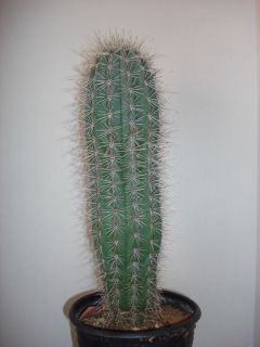 pachycereus pringleii)worlds largest cactus 1gal.