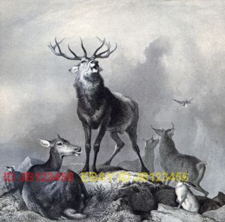 Deer Stag Calling, Gorgeous Sir Edwin Landseer Antique Collotype Print
