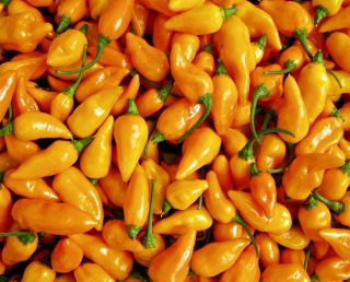 Datil Pepper Worlds Hottest Chile Very RARE Seeds