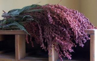 Broom Corn is a natural for your primitive work and display.
