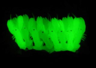 pks Trout Bass Crappie Glow in Dark Micro Shrimp Lure New