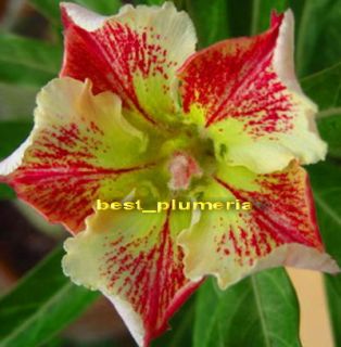 Adenium Obesum Desert Rose Wonderful Star 50 Seeds