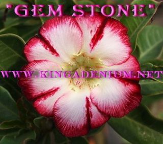  Obesum Desert Rose  Gem Stone  20 Seeds Fresh New RARE Seeds