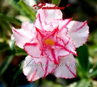  Obesum Desert Rose  Triple Pasadena  1 Grafted Plant New RARE