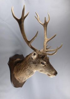 red deer stag head taxidermy image