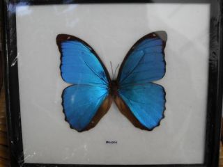 Exotic Morpho Didius Blue Butterfly Taxidermy Morphidae