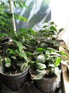 Tiliacora Triandra Diels Plant Bai Ya Nang 1 G Pot Plant Hard 2 Find