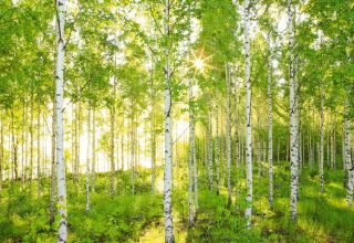 Wall Mural Day Time Forest White Poplar Photo Wallpaper 368x254cm