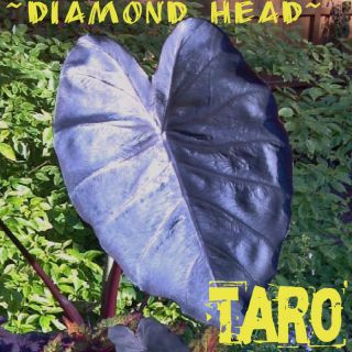 Diamondhead Taro Royal Hawaiian® Colocasia Plant Elephant Ear Live