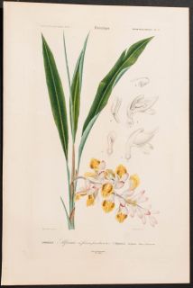 Orbigny Cardamom 17 1849 Dictionnaire Universel Botanical Engraving