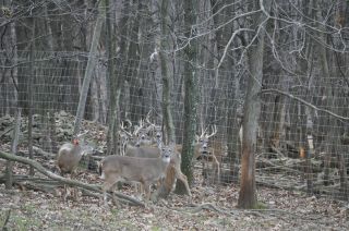 PA Whitetail Deer Doe Only 300