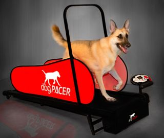  Dog Treadmill Dog Pacer