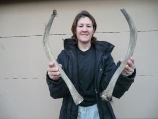  Antlers Antler horns deer shed Taxidermy Decor Dog Chews Knife handle
