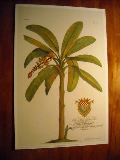Botanical Palm Prints from Georg Dionysius Ehret GDE16