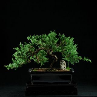 Dwarf Japanese Juniper Bonsai Tree Procumbens Nana 6300