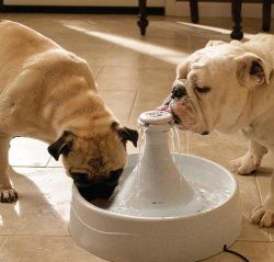Brand New Drinkwell 360 Pet Fountain Water Dish Cat Dog