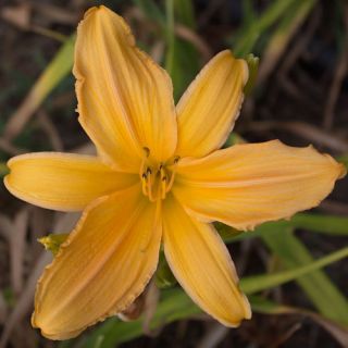 Apricot DAYLILY Collection 6 Different Daylilies 2 Fans Each 12 Fan