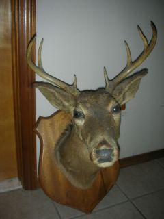 Deer Head Mount 8 Point Easterbrook Brothers Taxidermy Johnstown PA
