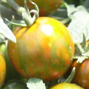 Tomato, Tumbling Tiger, 25 Seeds, Vegetable Seeds