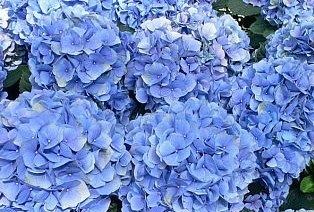40 Blue Hydrangea Seeds Nikko Blue Dwarf Tree Shrub