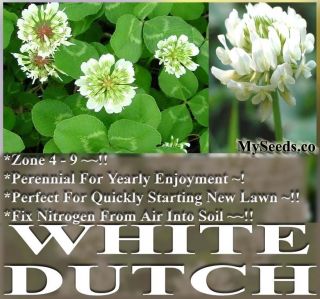 10 000 White Dutch Clover Seeds Nectar Source for Bees and Butterflies