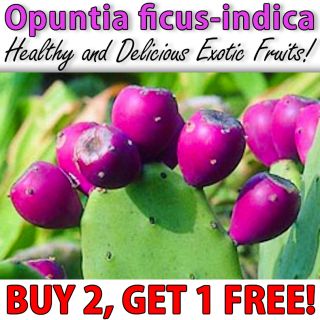 Opuntia Ficus Indica 20 Seeds Nopal Edible Cactus for Nopalea Nopalina