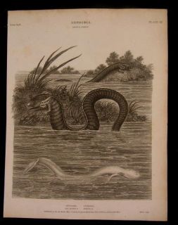 Amphibians Siren Eels 1810 Engraved Plate Detailed