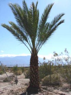 Medjool Giant edible Date palm tree Phoenix dactylifera  30 fresh