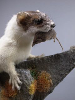 ERMINE STOAT WITH SHREW taxidermy stuffed mounted animal weasel