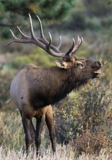 Guided Premium Colorado Rocky Mountain Elk Hunt with low start bid