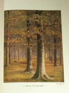  Library Trees Worth Knowing Julia Ellen Rogers Color Plates