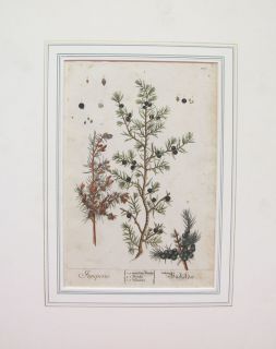 Original 1700s Elizabeth Blackwell 2 Botanical Print Hand Colored Yqz