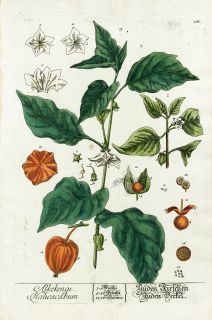 1757 RARE Original Elizabeth Blackwell Hand Color Botanical Chinese