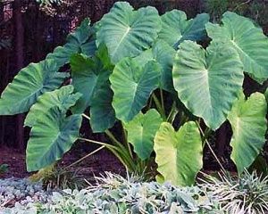 Elephant Ear Plant ★ Bold Foliage Adds Exotic Touch ★ Theseedhouse
