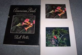 Eliot Porter American Birds 10 Photographs in Color 1953