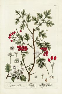 1757 RARE Original Elizabeth Blackwell Hand Color Botanical Spina Alba