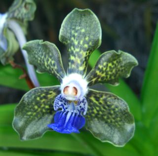 Vanda Tessellata Blue x Black Fragrant Orchid Species