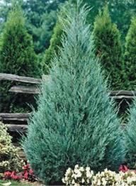 Blue Juniper Plant 5 Gallon Monrovia Evergreen Item 053305
